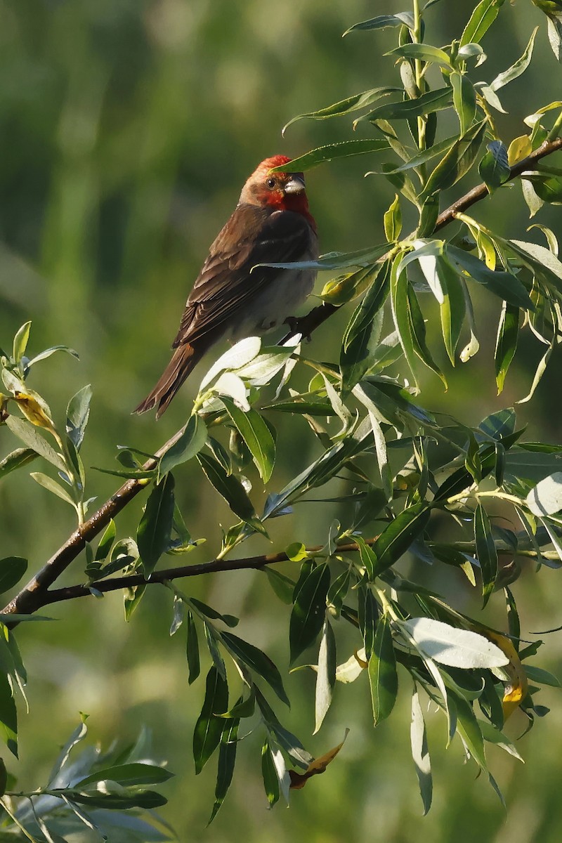 Çütre - ML647347602