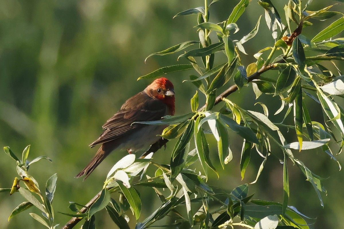 Çütre - ML647347603