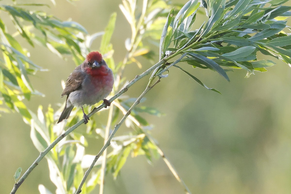 Çütre - ML647347604