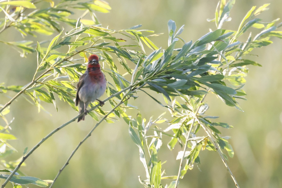 Çütre - ML647347605