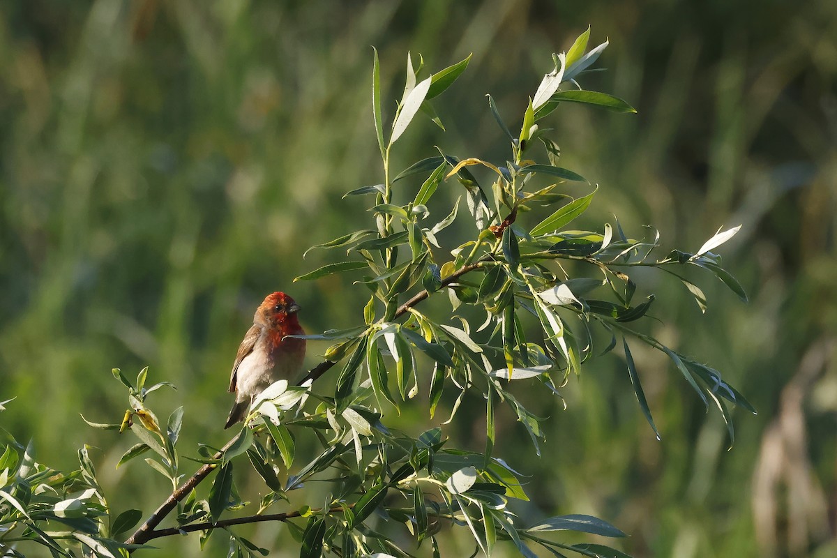 Çütre - ML647347606