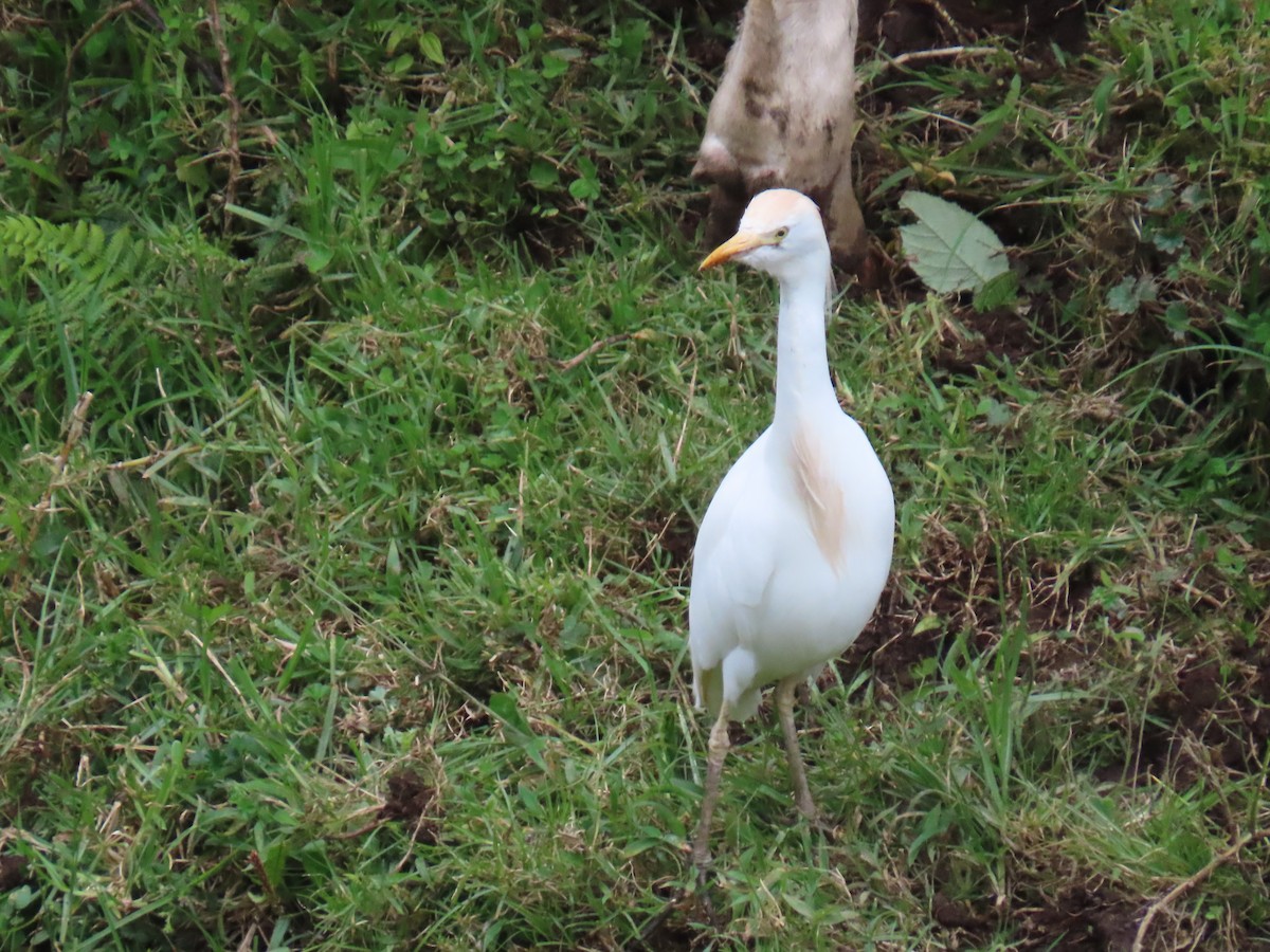 Sığır Balıkçılı - ML647347607