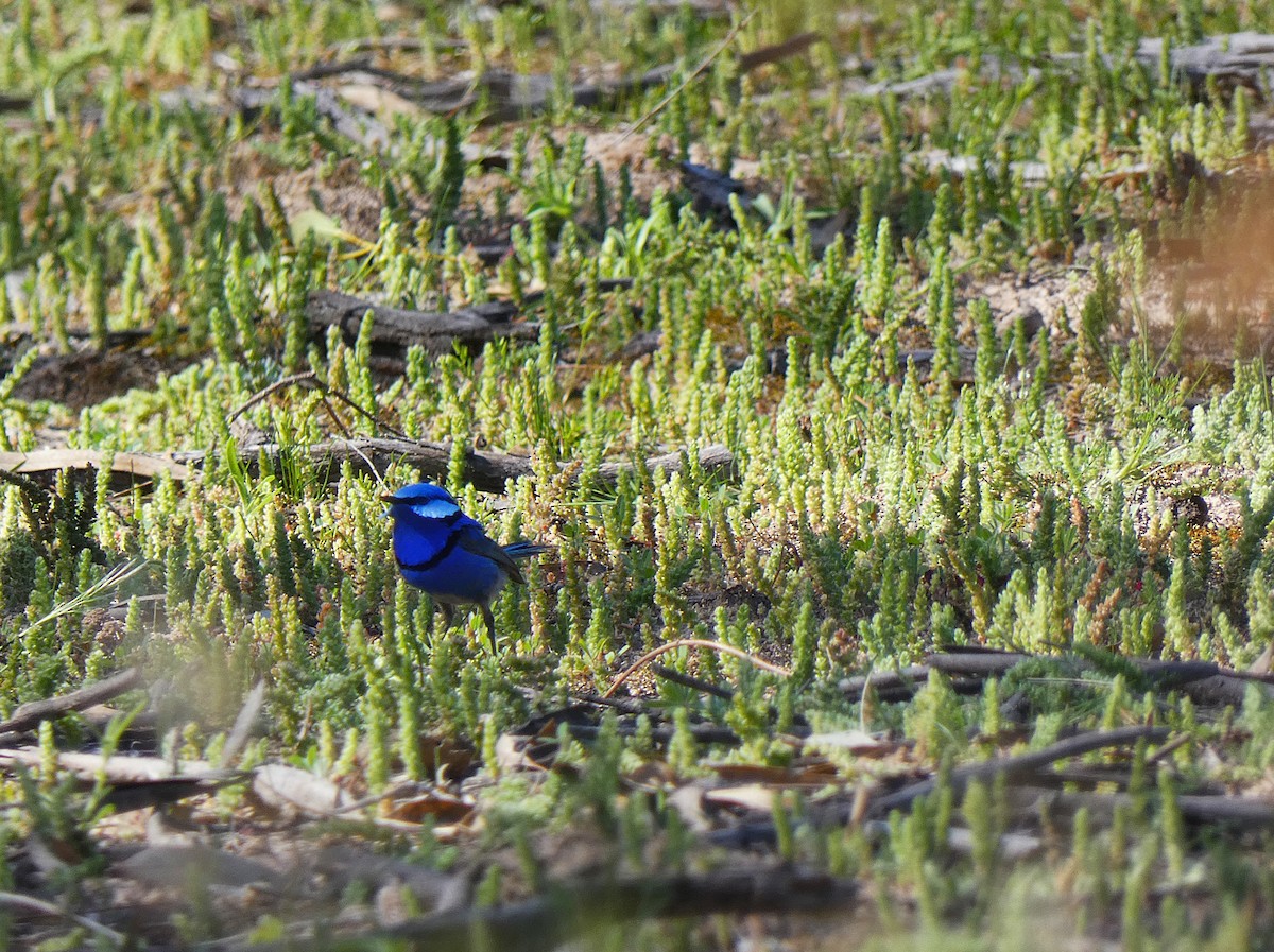 Gökçe Peribülbülü - ML647347608