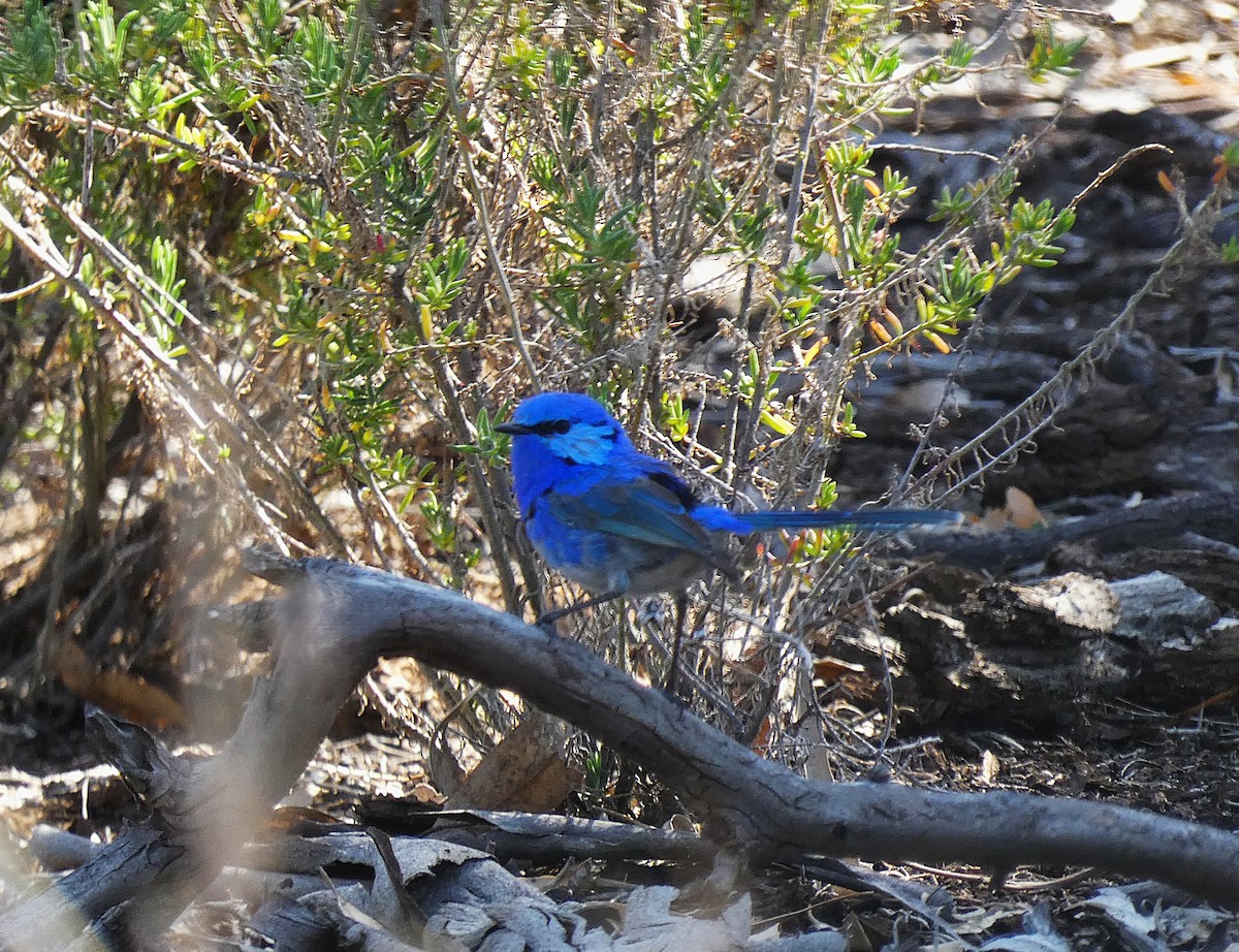 Gökçe Peribülbülü - ML647347609