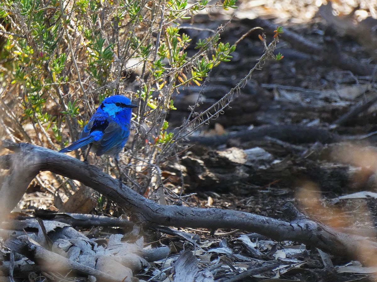 Gökçe Peribülbülü - ML647347610