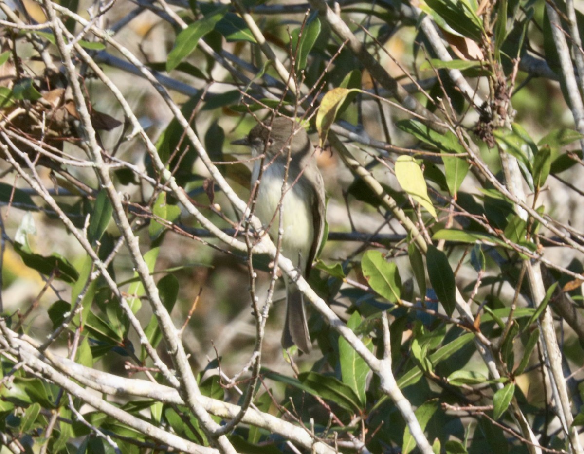 Ak Karınlı Fibi - ML647347613