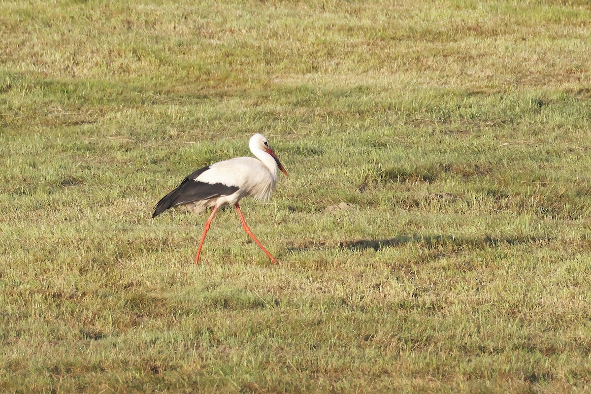 Лелека білий - ML647347614