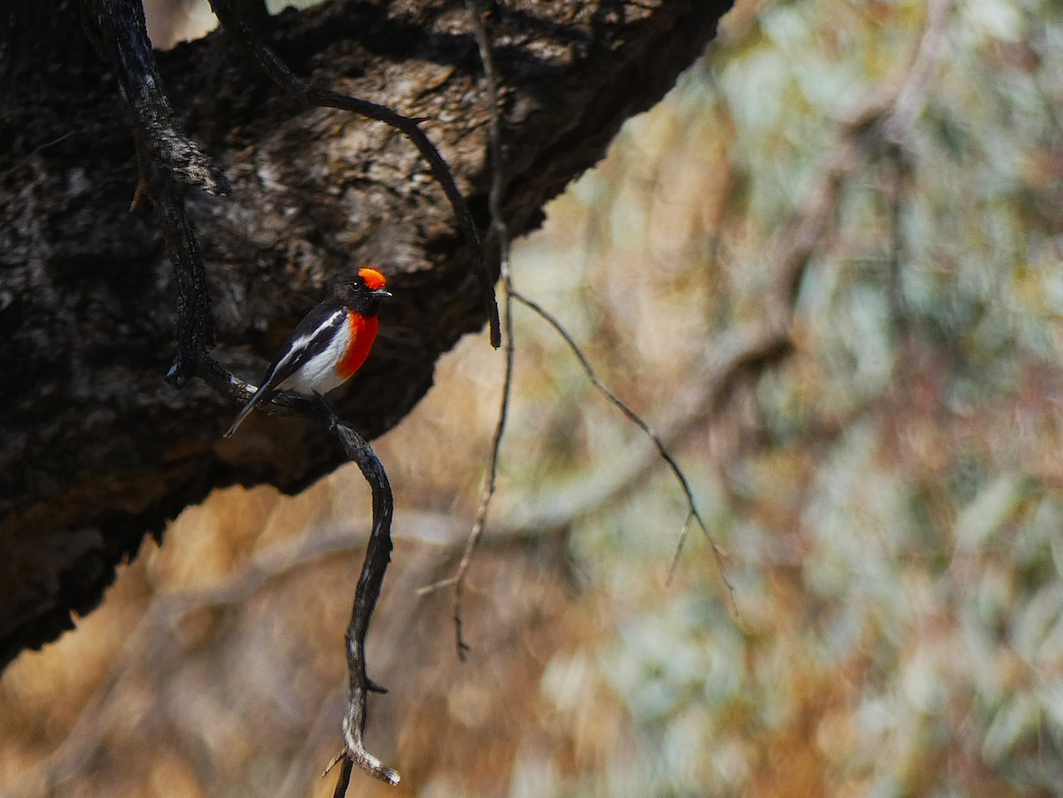 Тоутоваї червонолобий - ML647347615