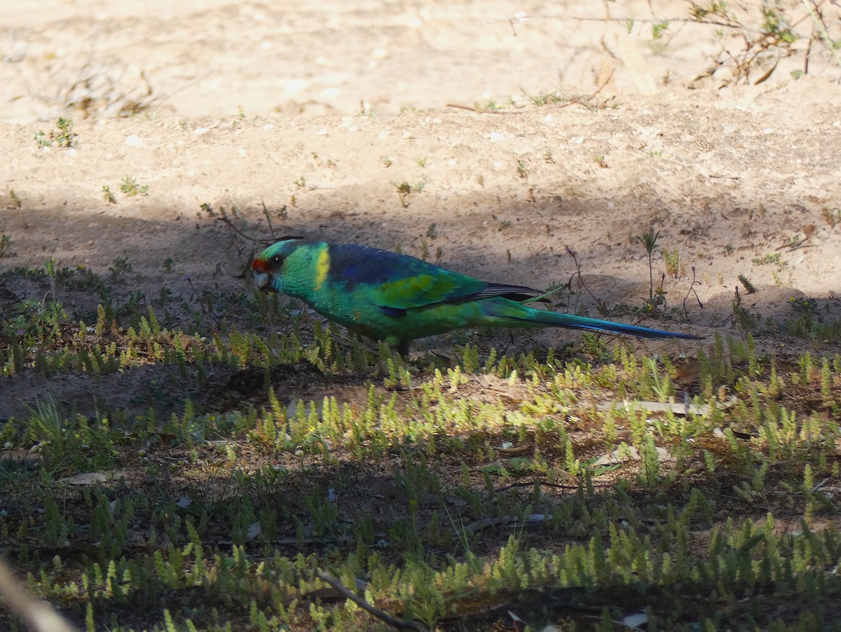 Розела чорноголова - ML647347620