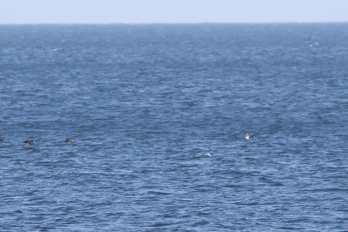 Чернь морська - ML647347621