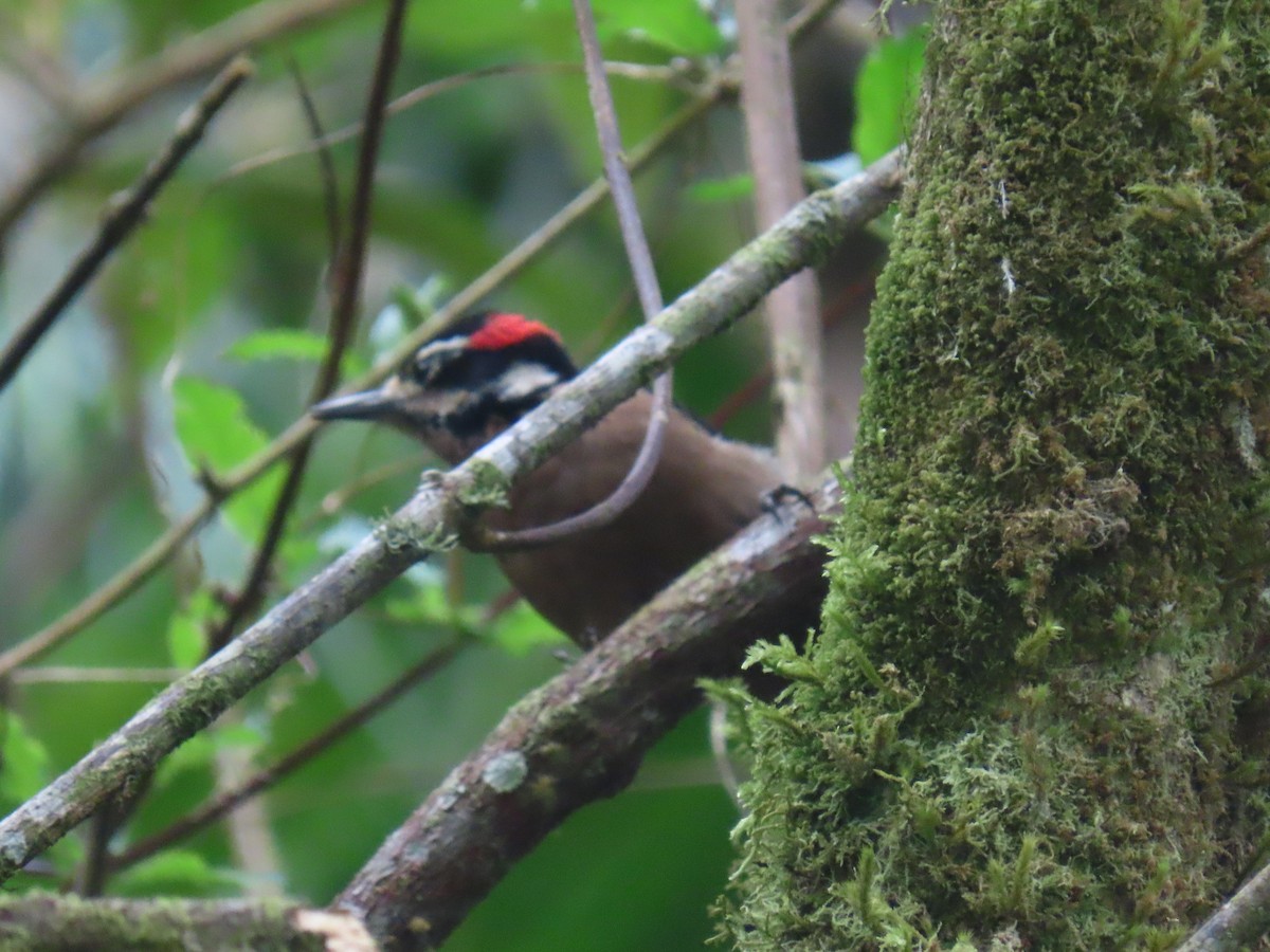 Дятел волохатий - ML647347623