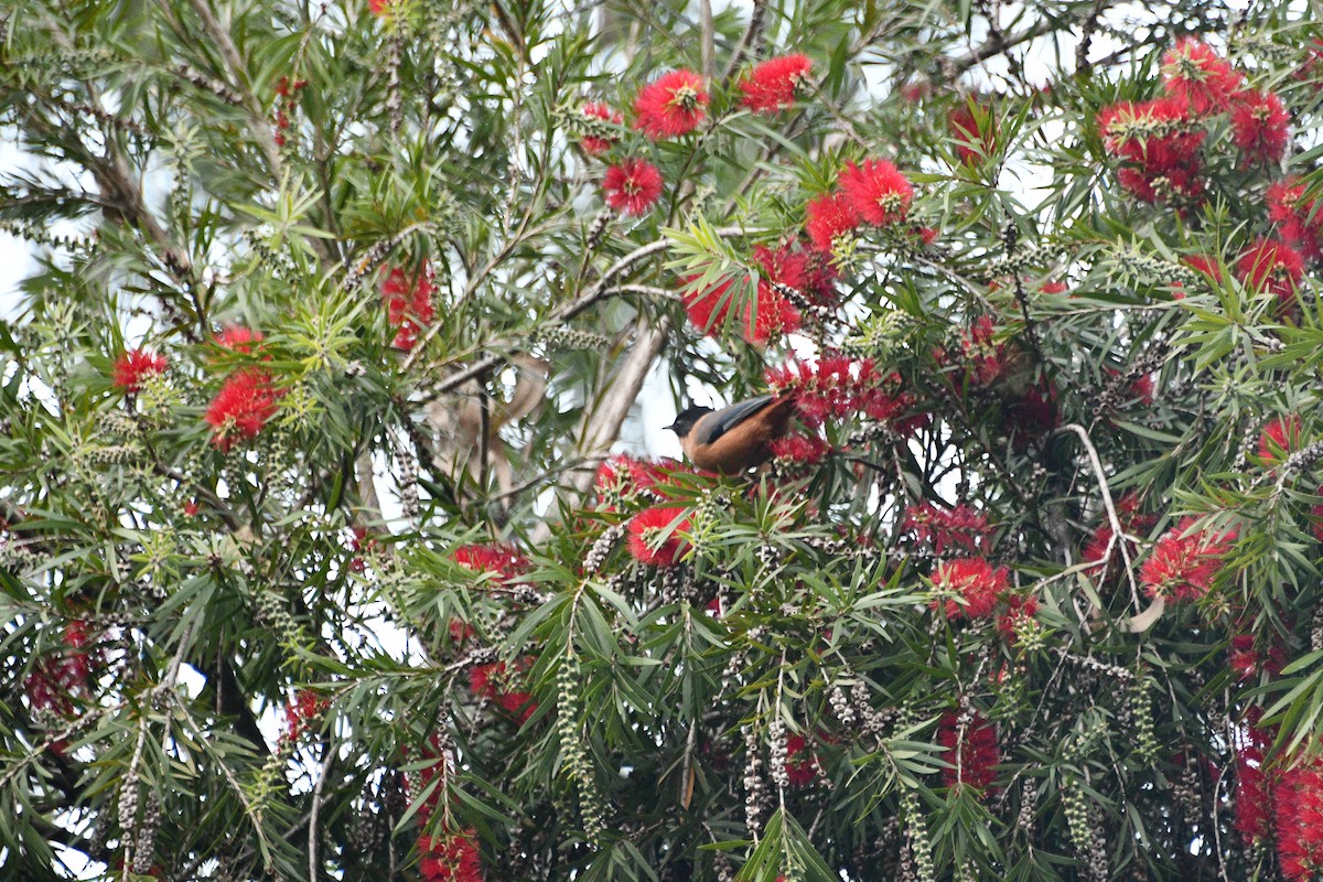 Джоя руда - ML647347624