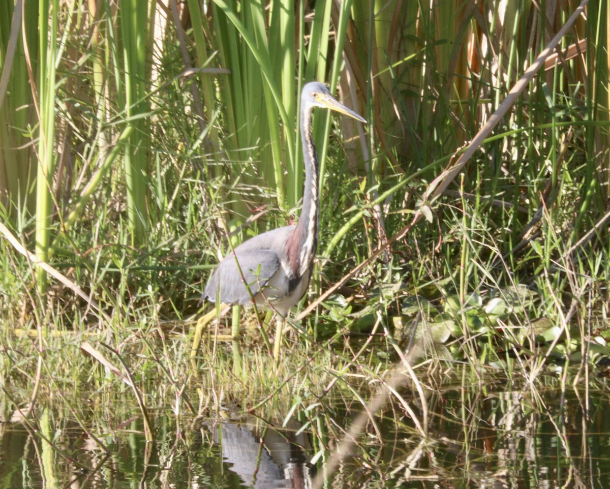 Чепура трибарвна - ML647347625