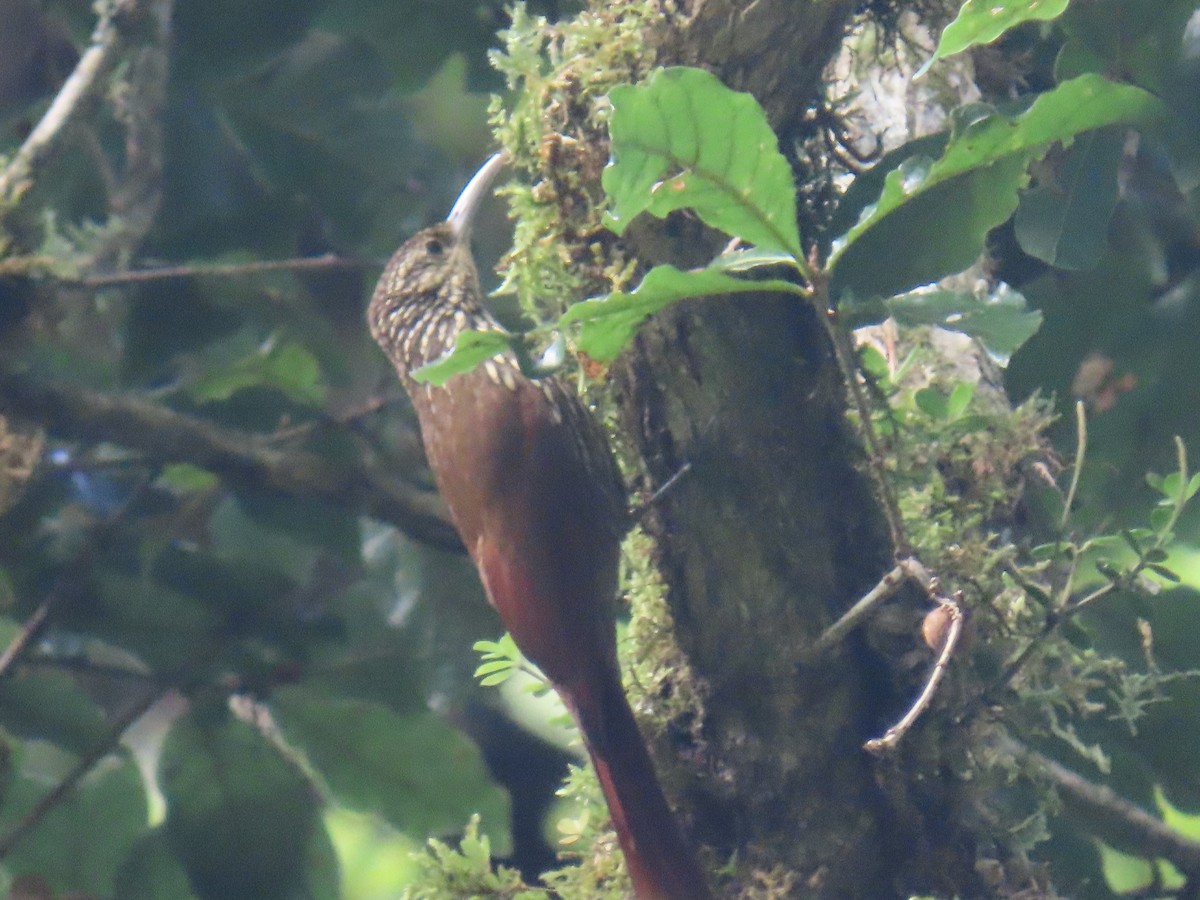 Дереволаз плямистолобий - ML647347626