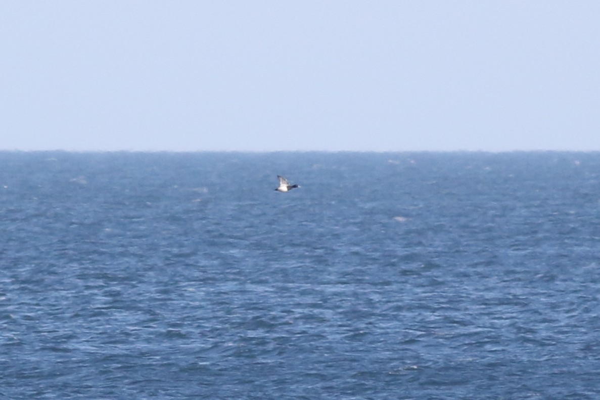 Чернь морська - ML647347628