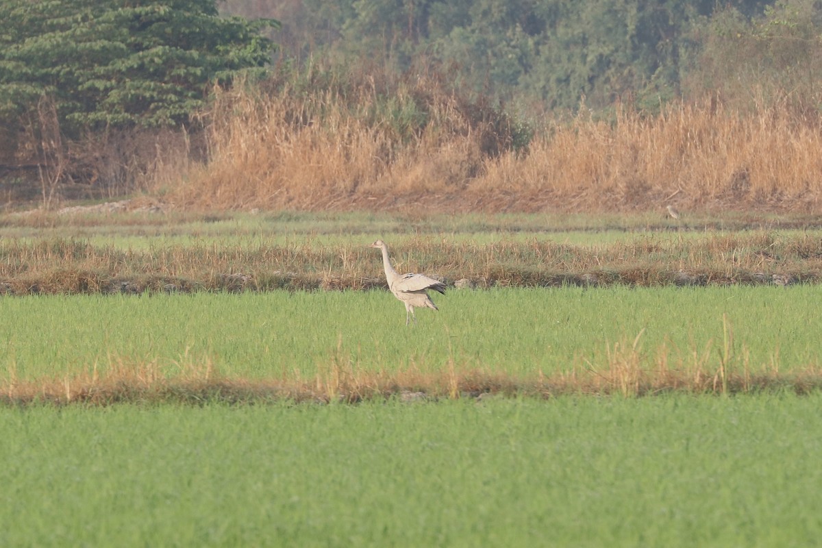 Журавель сірий - ML647347630