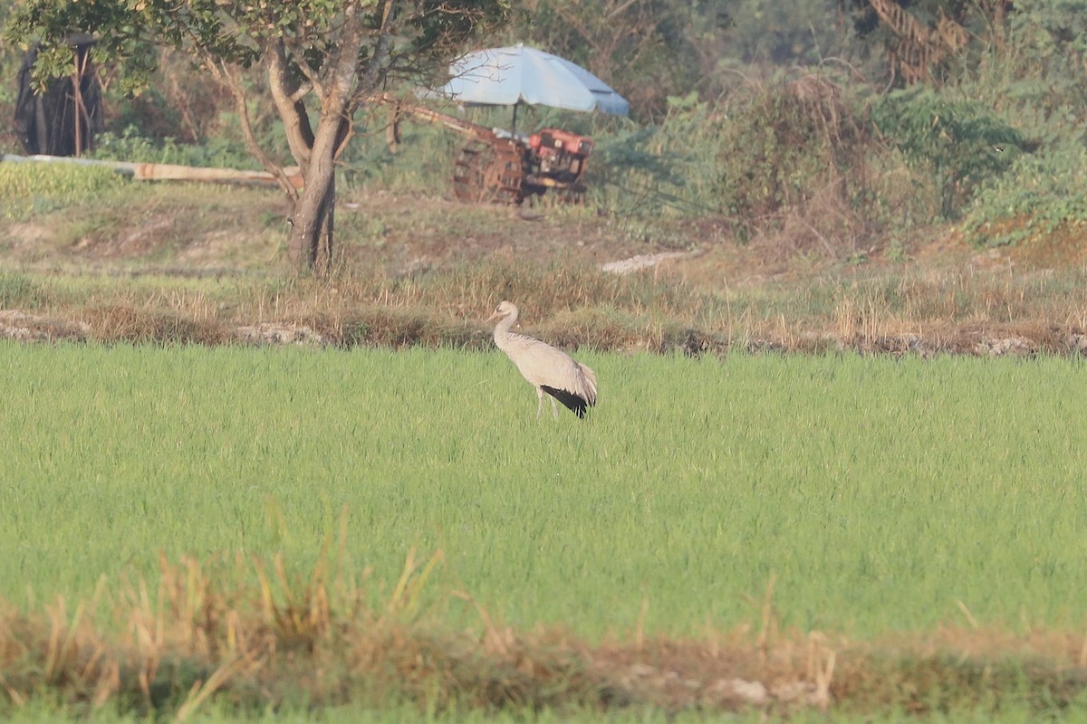 Журавель сірий - ML647347631