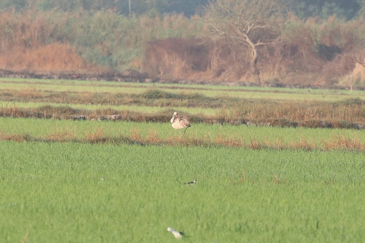 Журавель сірий - ML647347632