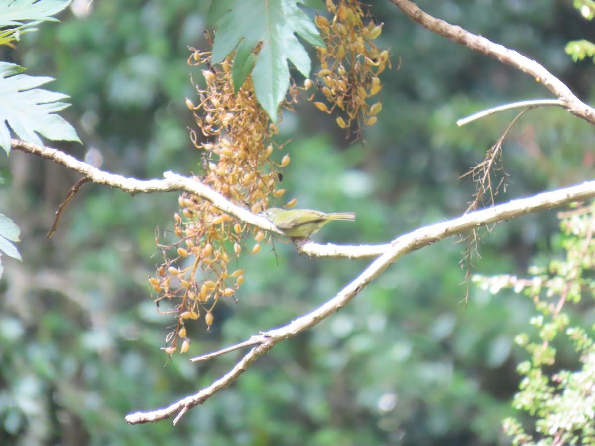 Тиранчик-мухолюб оливковий - ML647347633