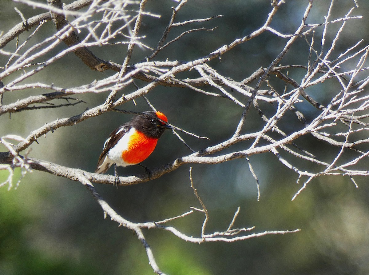 Тоутоваї червонолобий - ML647347634