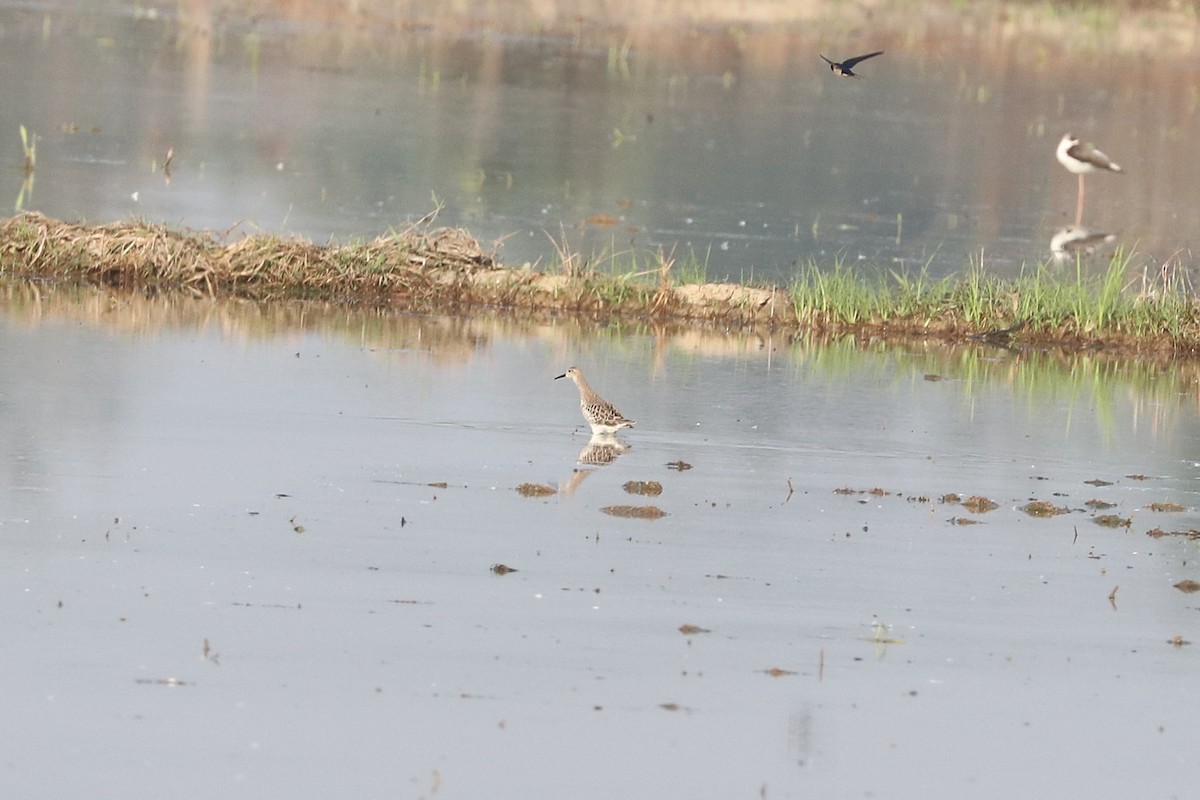 Брижач - ML647347635