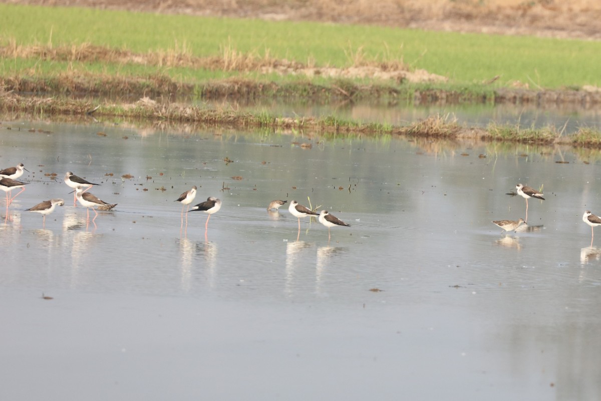 Брижач - ML647347636