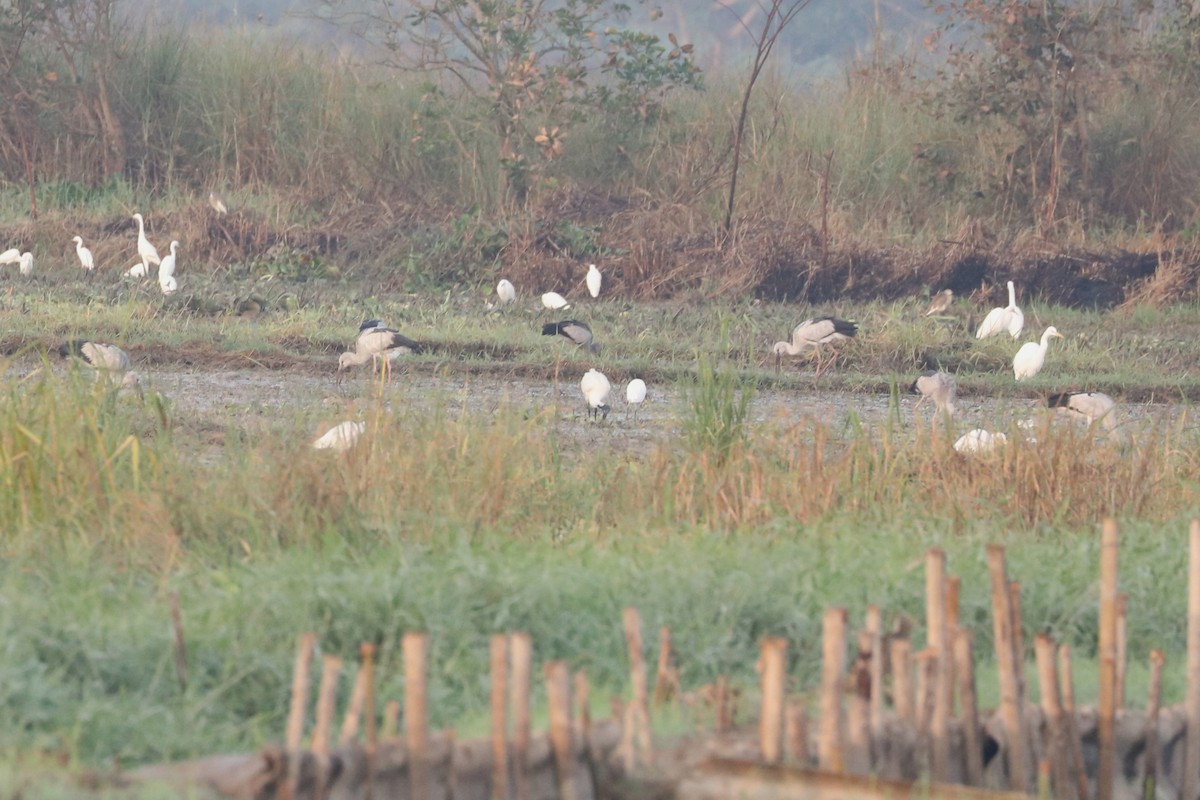 Ібіс сивоперий - ML647347637