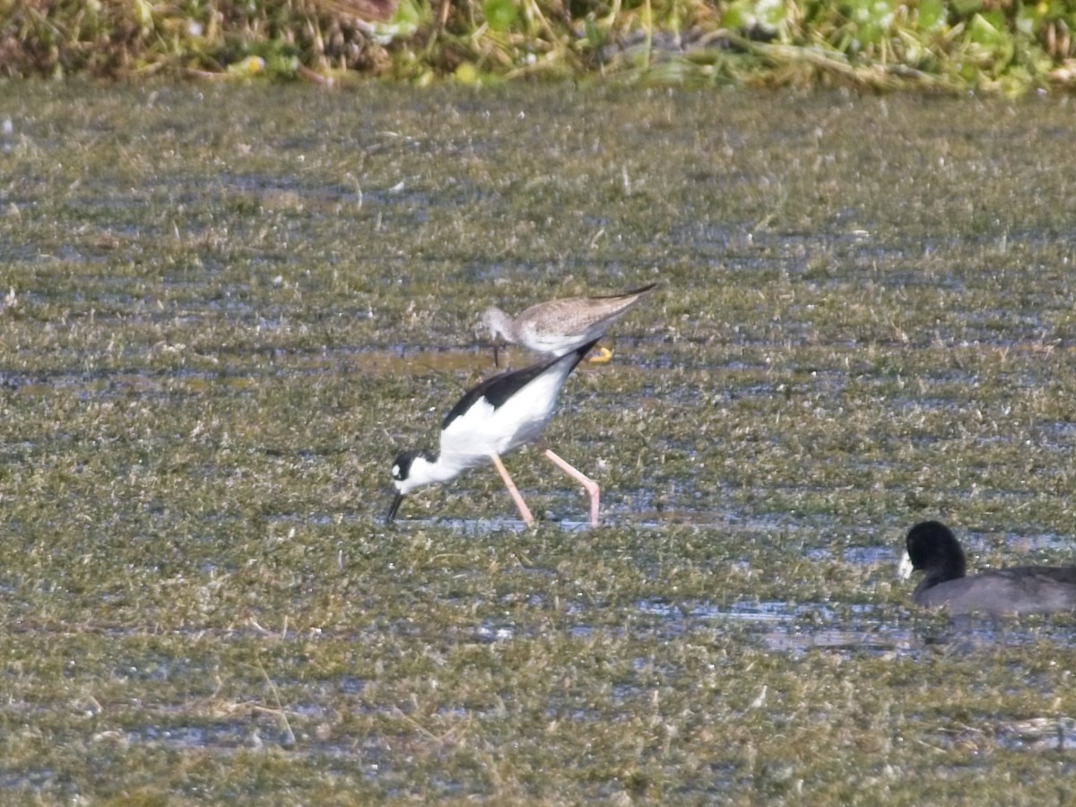 Кулик-довгоніг американський - ML647347638