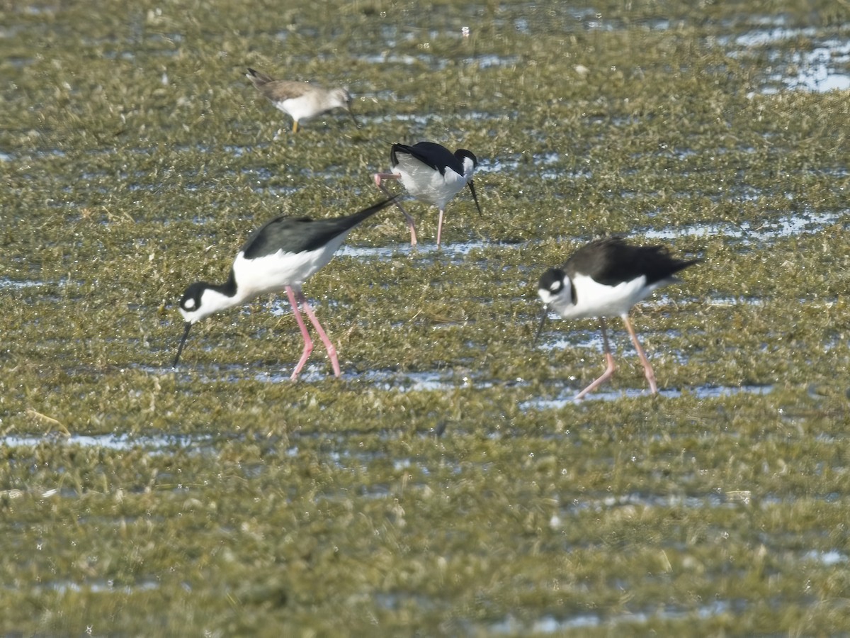 Кулик-довгоніг американський - ML647347639