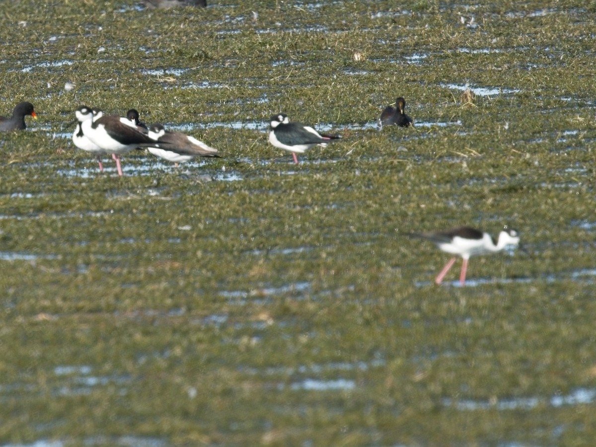 Кулик-довгоніг американський - ML647347640