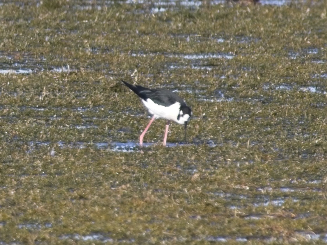 Кулик-довгоніг американський - ML647347641