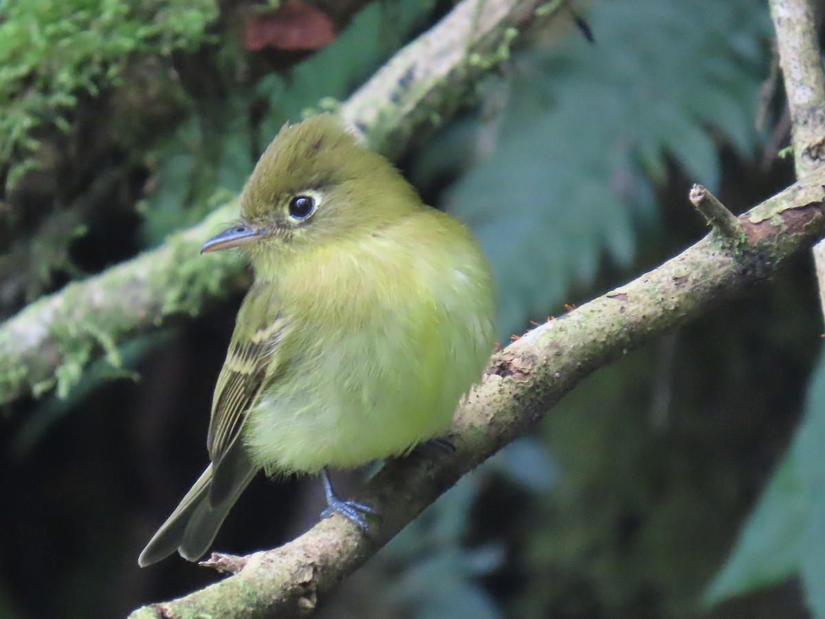 Піві-малюк золотистий - ML647347642