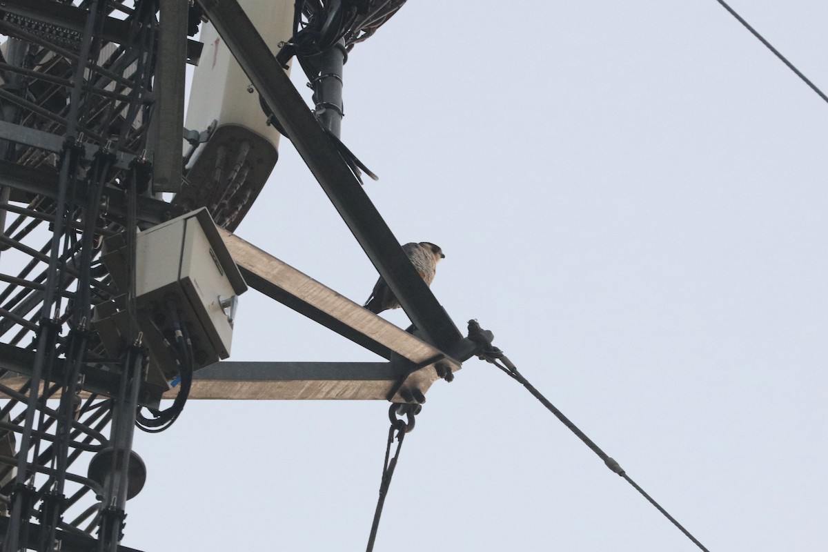 Сапсан - ML647347643