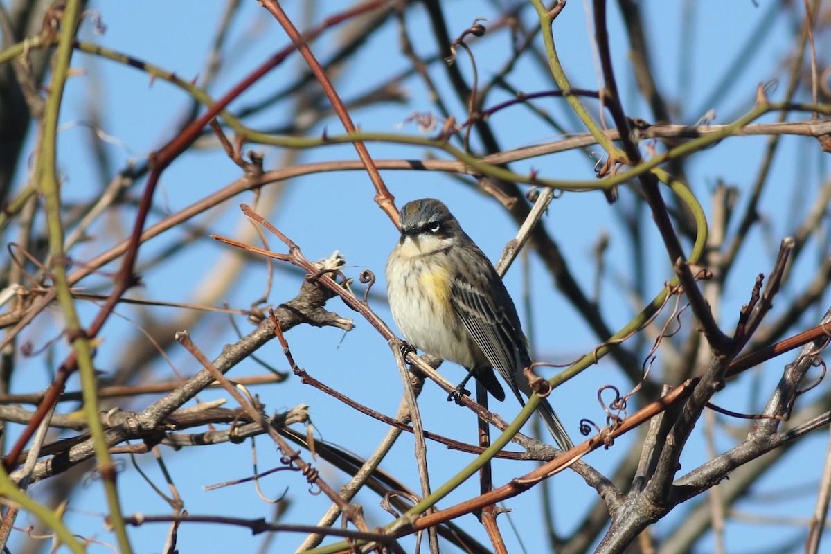 Пісняр-лісовик жовтогузий (підвид coronata) - ML647347644