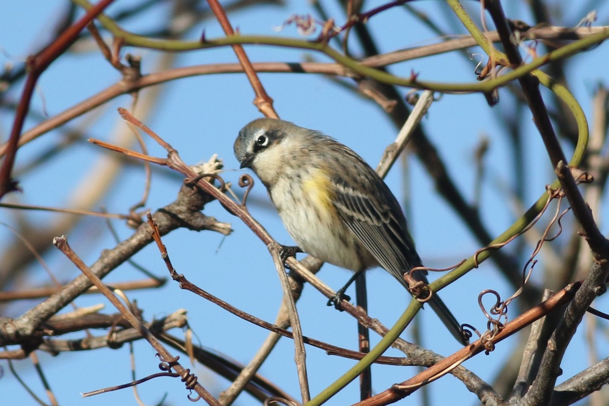 Пісняр-лісовик жовтогузий (підвид coronata) - ML647347646