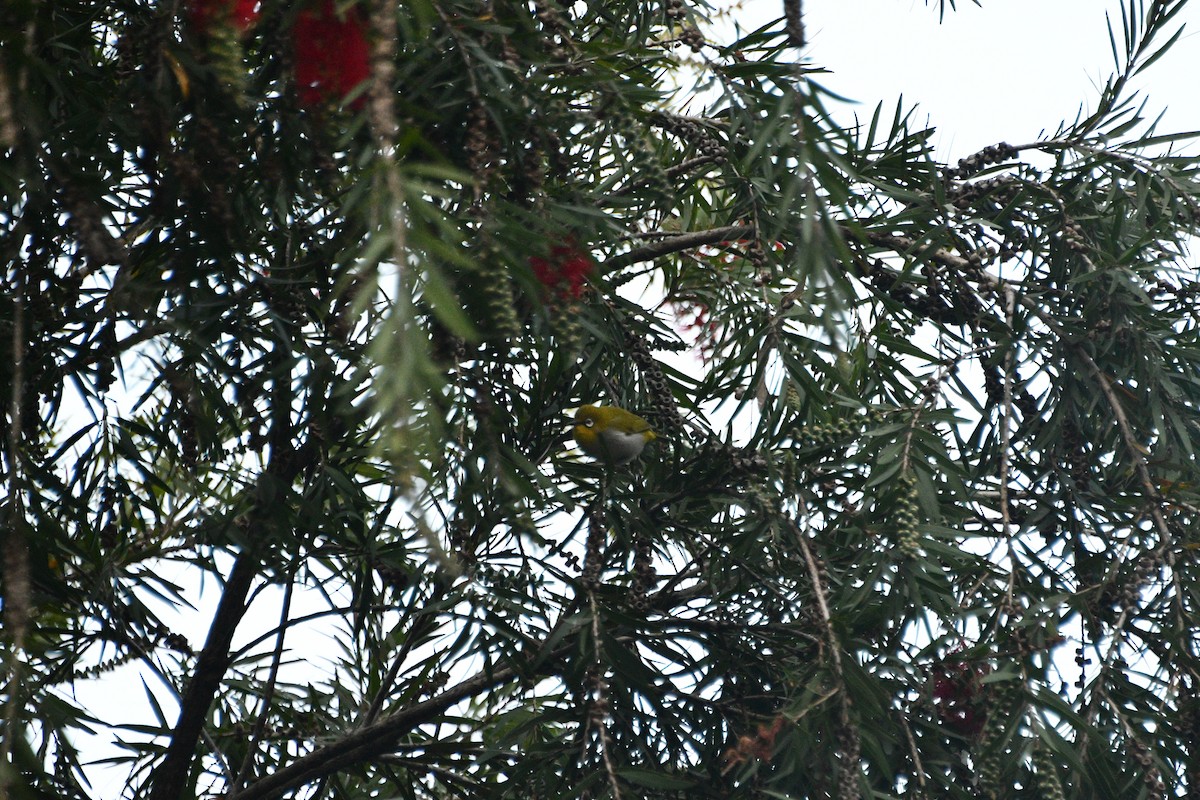 Окулярник південний - ML647347649