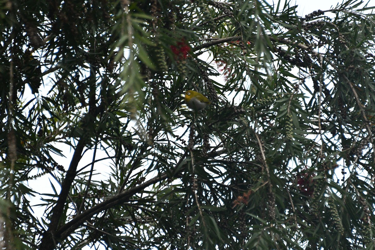 Indian White-eye - ML647347650