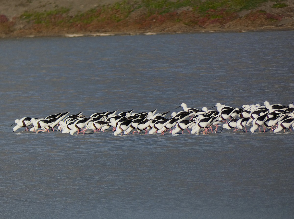 Banded Stilt - ML647347672