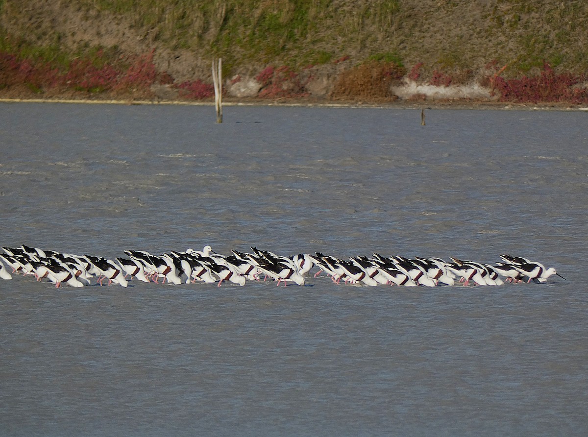Banded Stilt - ML647347673