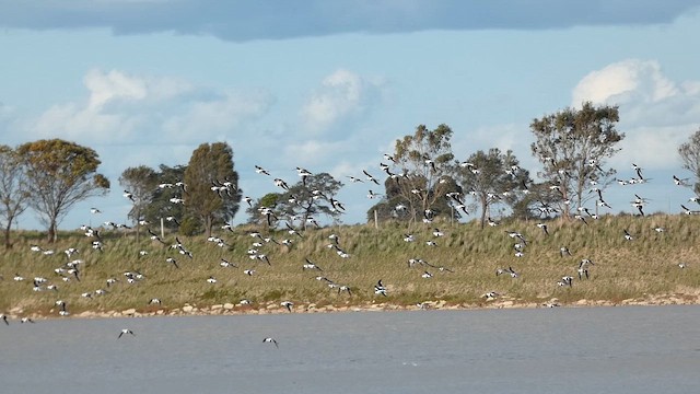 pisila australská - ML647347675