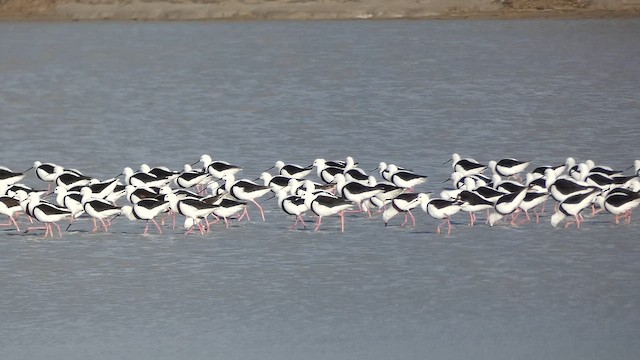 pisila australská - ML647347676