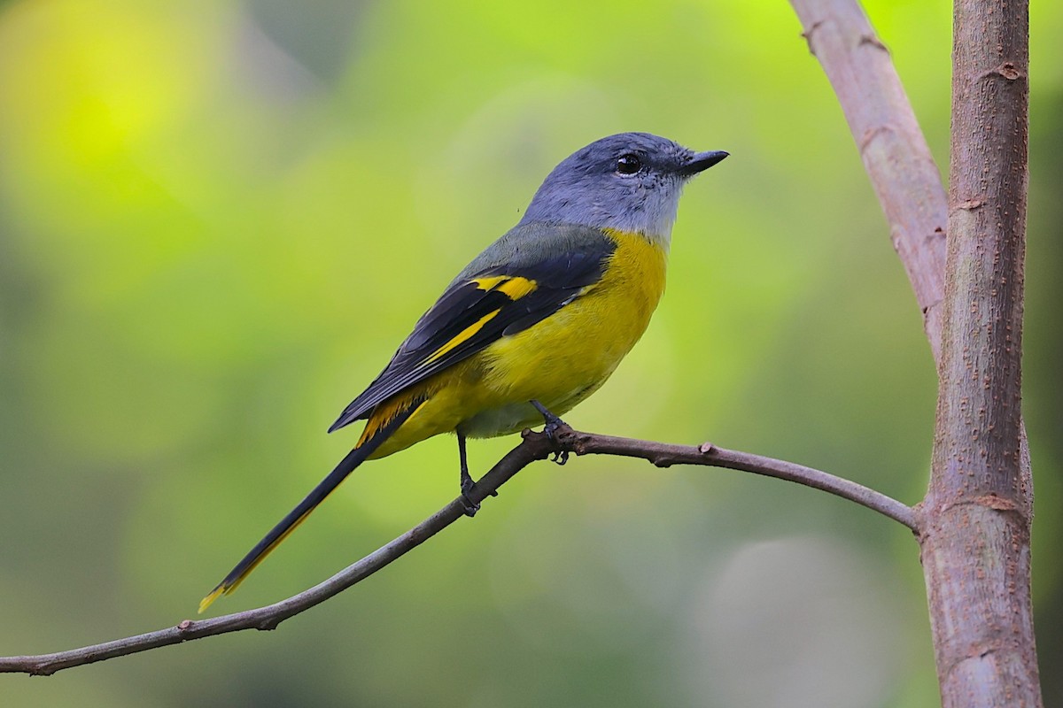 gråhakemønjefugl (solaris gr.) - ML647347677