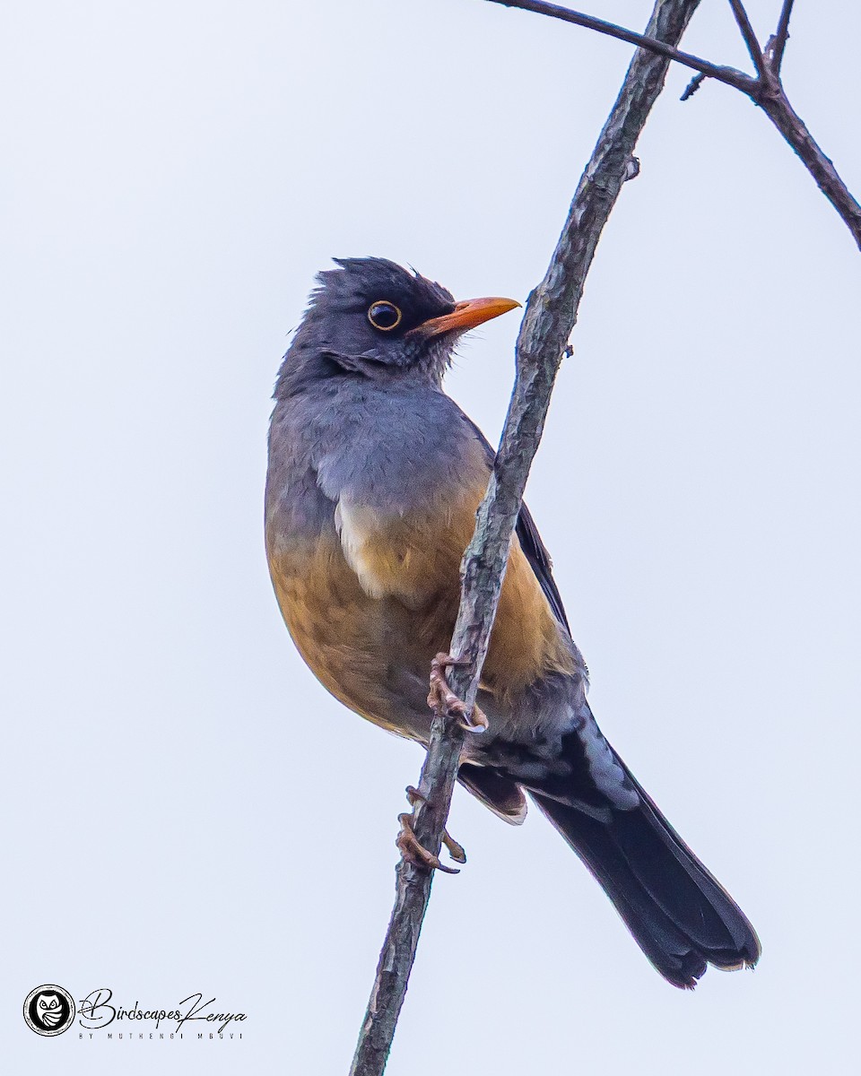 Эфиопский дрозд - ML647347685