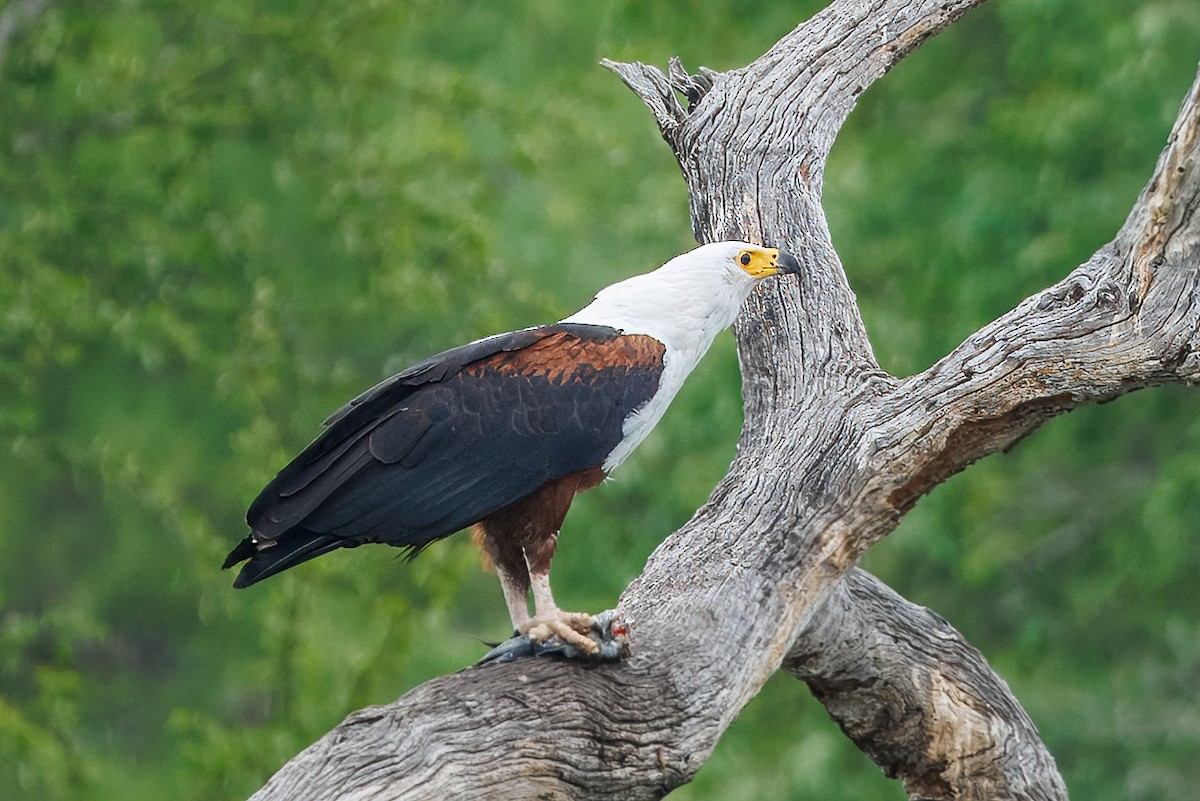 flodørn - ML647347686