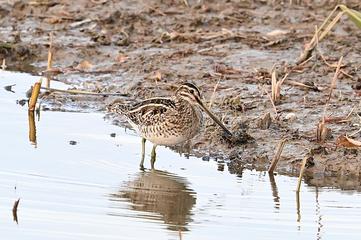 Agachadiza Común - ML647347695