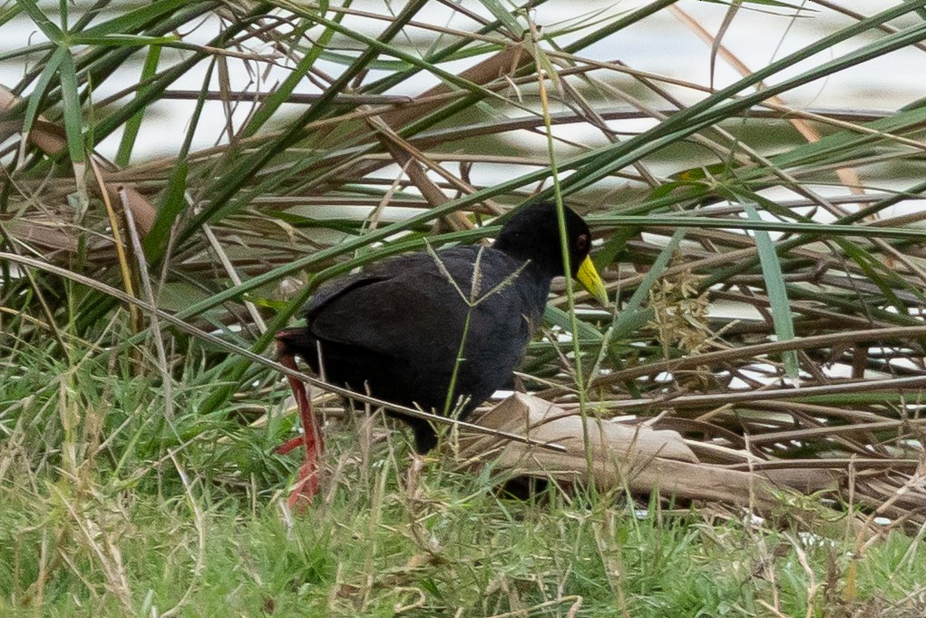 アフリカクロクイナ - ML647347706