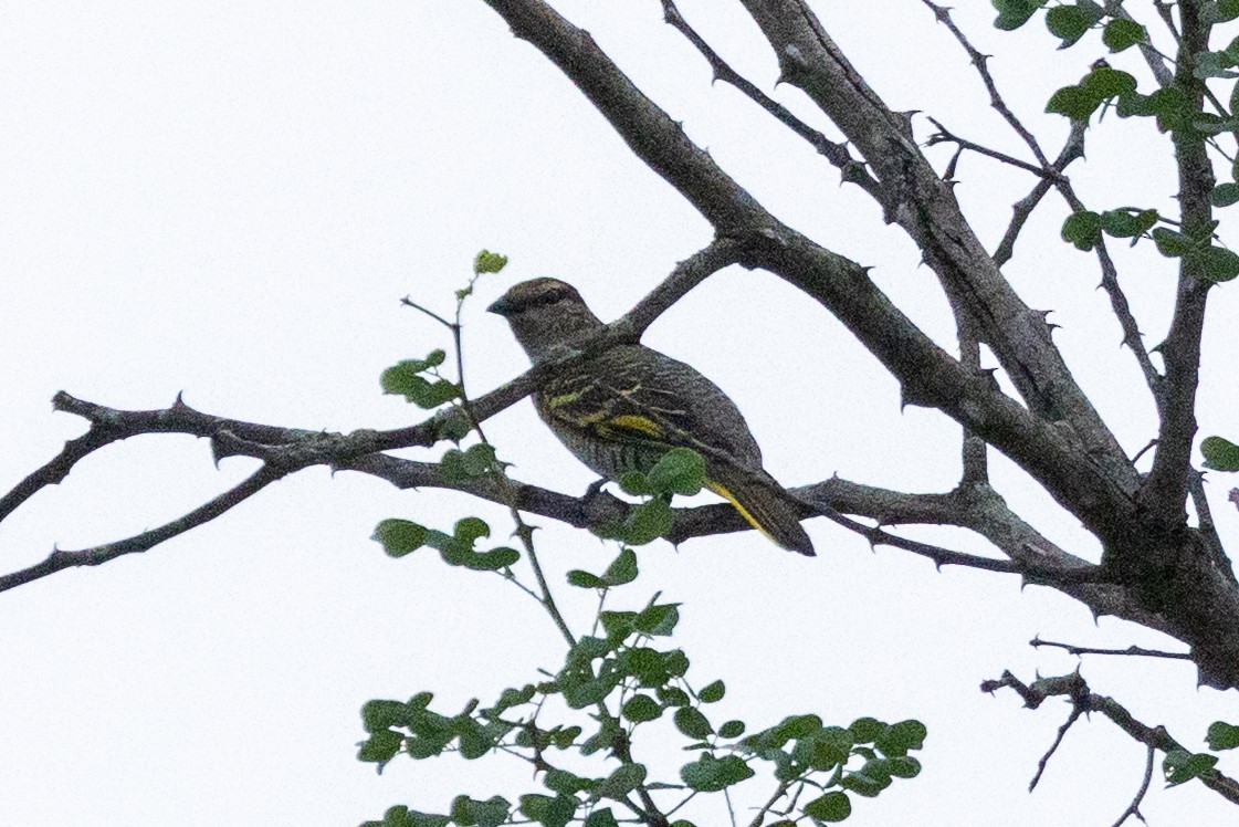 Black Cuckooshrike - ML647347713
