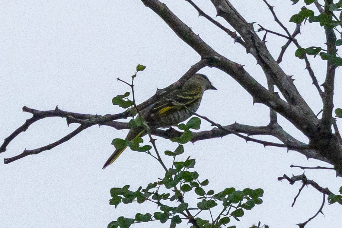 Black Cuckooshrike - ML647347715