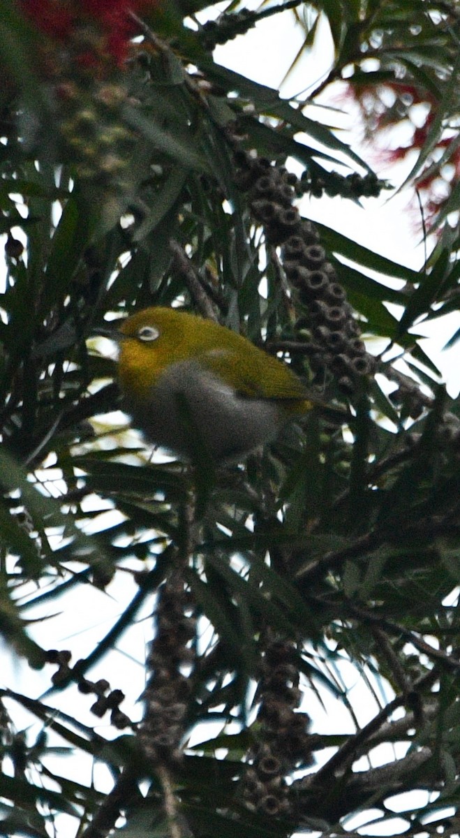 Indian White-eye - ML647347717