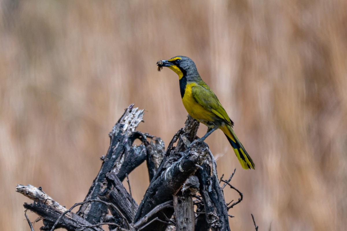 Bokmakierie - ML647347725